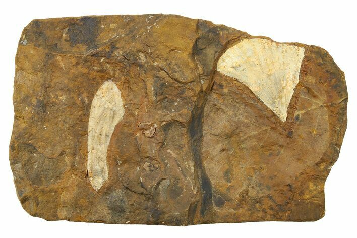 Fossil Ginkgo Leaf and Samara From North Dakota - Paleocene #262735